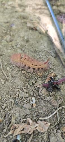 Pale Tussock Moth