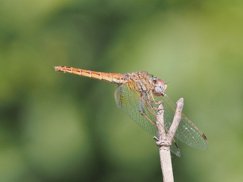Orange-winged Dropwing