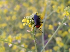 Heliotaurus ruficollis