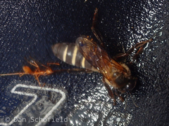 Apis dorsata binghami