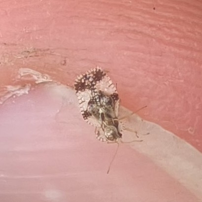 Pear Lace Bug