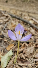 Crocus banaticus