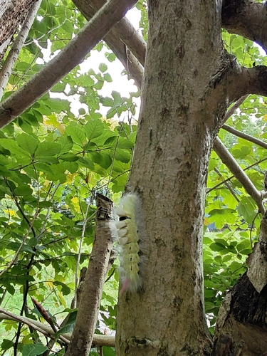 Pale Tussock Moth