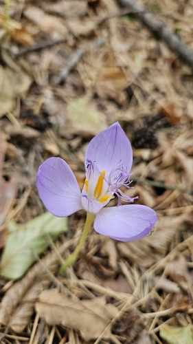 Crocus banaticus, photograph 2