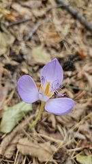 author not stated, no rights reserved Crocus banaticus, photograph author not stated, no rights reserved