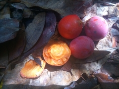 Hyperbaena laurifolia