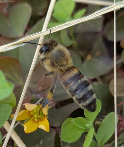 Western Honey Bee