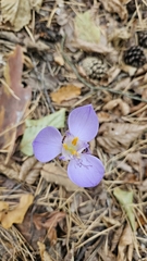 author not stated, no rights reserved Crocus banaticus, photograph author not stated, no rights reserved