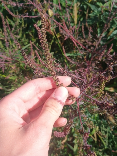 common ragweed