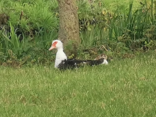 Domestic Muscovy Duck