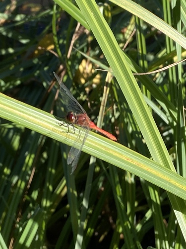 Ruddy Darter