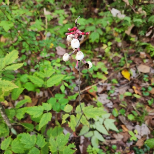 Actaea pachypoda, photograph 2