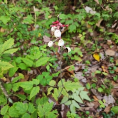 Actaea pachypoda, photograph (c) Andrew Bastian, some rights reserved (CC BY)