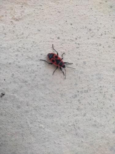 European Firebug
