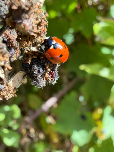 Seven-spotted Lady Beetle