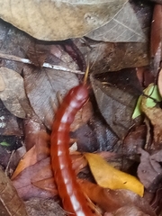 Scolopendra alternans