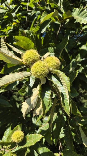 Sweet Chestnut