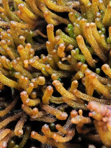 Monster Pawwort