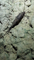 Nesomachilis