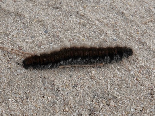 Fox Moth