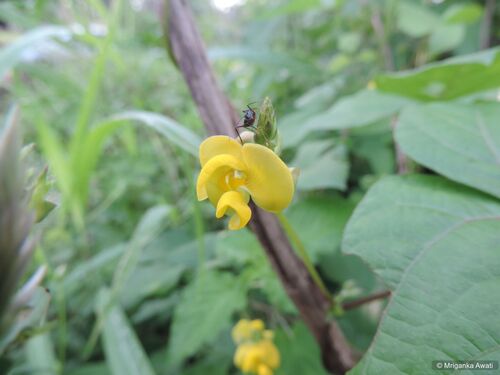 Vigna radiata observed 2026-09-20