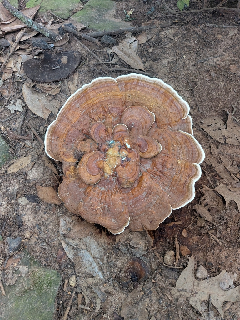 Ganoderma sessile · September 2026 · photo: Photo: no rights reserved · iNaturalist