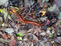 Scolopendra alternans