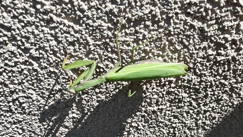 European Mantis