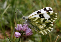 Pontia chloridice