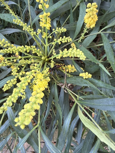 Yellow-legged Hornet