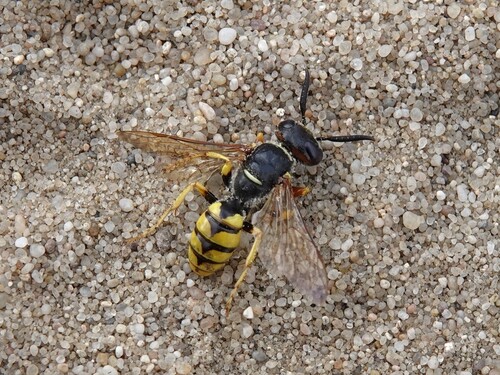 European beewolf