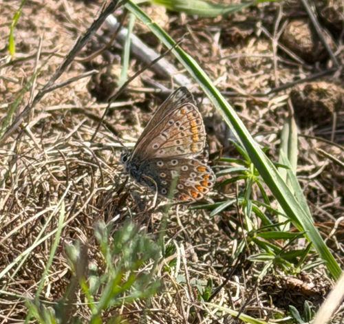 Common Blue