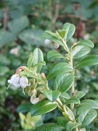 Lingonberry