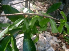 Passiflora bilobata