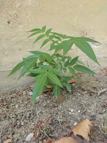 tree-of-heaven