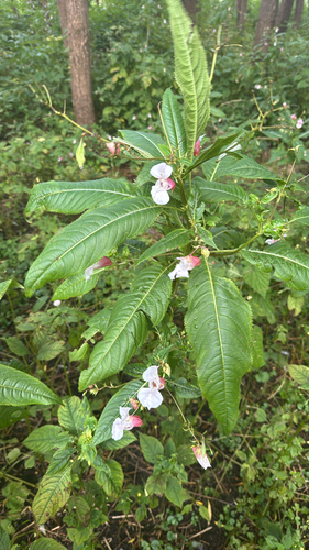 Himalayan balsam