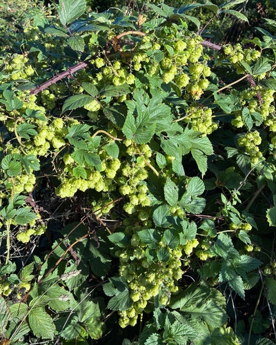 Humulus lupulus, photograph 3