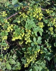 Humulus lupulus, photograph (c) Andrew Tree, some rights reserved (CC BY)