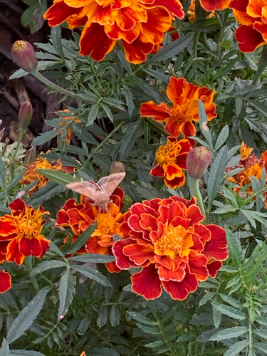 Cotton Bollworm Moth