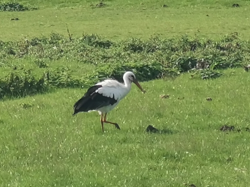 White Stork