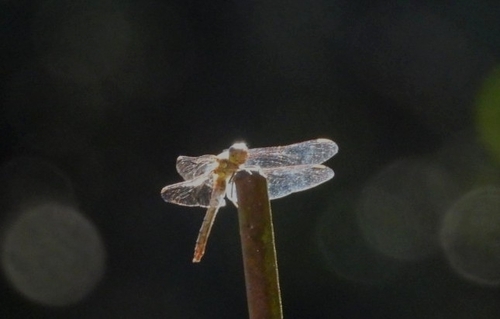 Common Darter