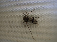 Leiopus femoratus
