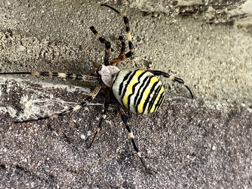 Wasp Spider