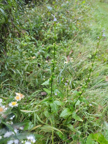 Indian tobacco