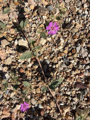 Allionia incarnata