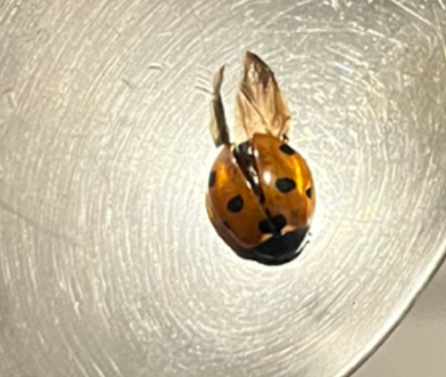 Seven-spotted Lady Beetle
