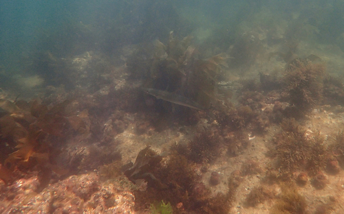 Sphyraena novaehollandiae observed 2026-09-23
