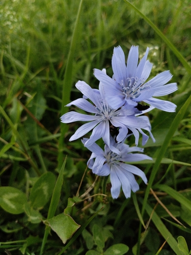 chicory