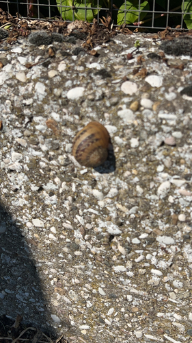 Garden Snail