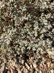 Tidestromia lanuginosa